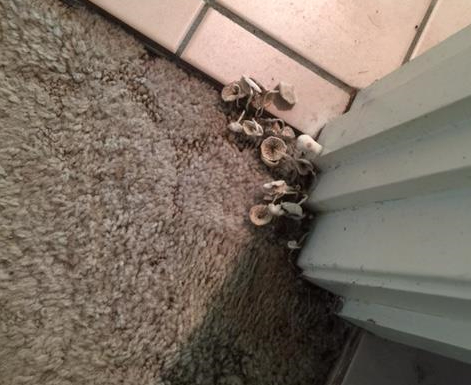 Mushrooms Inside The House Ambrose, How To Get Rid Of Mushrooms Growing In Basement